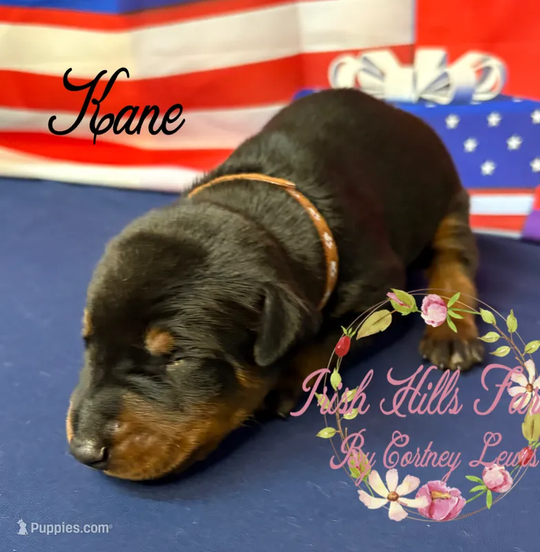 Kane – Doberman Pinscher puppy for sale in Dover, FL