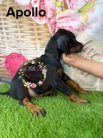 Apollo, a male Doberman Pinscher for sale in Dover, FL – 4 of 5