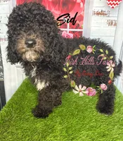 Sid, a male Poodle - Miniature  for sale in Dover, FL – 4 of 5