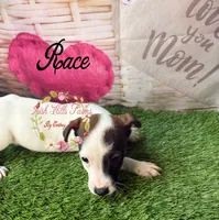 Race, a male Jack Russell Terrier for sale in Dover, FL – 6 of 7