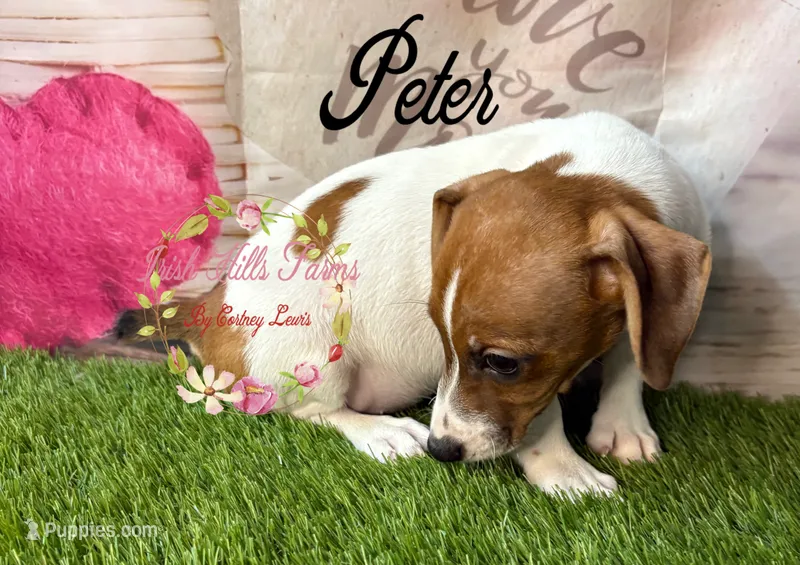 Pete – Jack Russell Terrier puppy for sale in Dover, FL