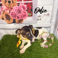 Odie, a female Jack Russell Terrier for sale in Dover, FL – 5 of 7