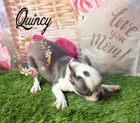 Quincy, a male Boston Terrier for sale in Dover, FL – 8 of 10