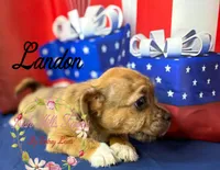 Landon, a male Jack Russell Terrier and Shih Tzu for sale in Dover, FL – 6 of 7