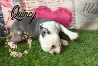Quincy, a male Boston Terrier for sale in Dover, FL – 7 of 10