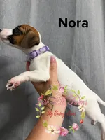 Nora, a female Jack Russell Terrier for sale in Dover, FL – 3 of 5