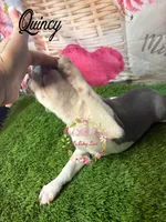 Quincy, a male Boston Terrier for sale in Dover, FL – 6 of 10