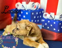 Landon, a male Jack Russell Terrier and Shih Tzu for sale in Dover, FL – 5 of 7
