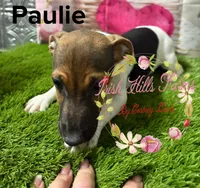 Paulie, a male Jack Russell Terrier for sale in Dover, FL – 2 of 3