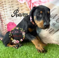 Raven, a male Doberman Pinscher for sale in Dover, FL – 3 of 4