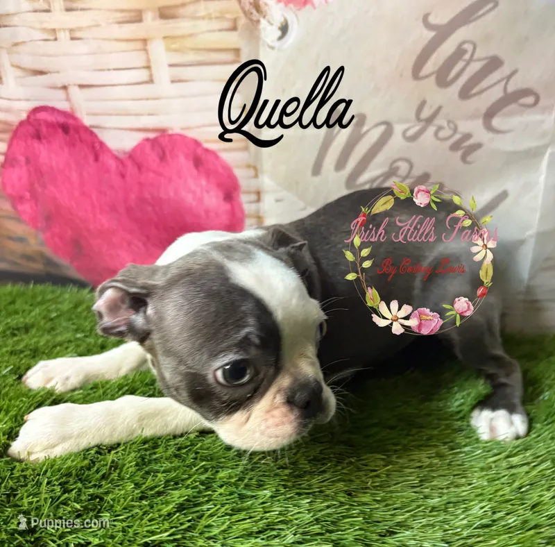 Quella – Boston Terrier puppy for sale in Dover, FL