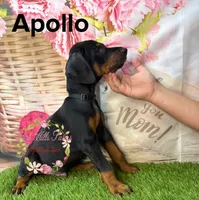 Apollo, a male Doberman Pinscher for sale in Dover, FL – 2 of 5