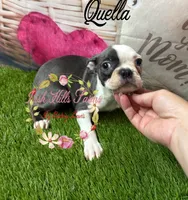 Qualls, a female Boston Terrier for sale in Dover, FL – 5 of 8