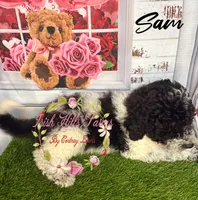 Sam , a male Poodle - Miniature  for sale in Dover, FL – 3 of 6