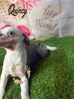 Quincy, a male Boston Terrier for sale in Dover, FL – 5 of 10