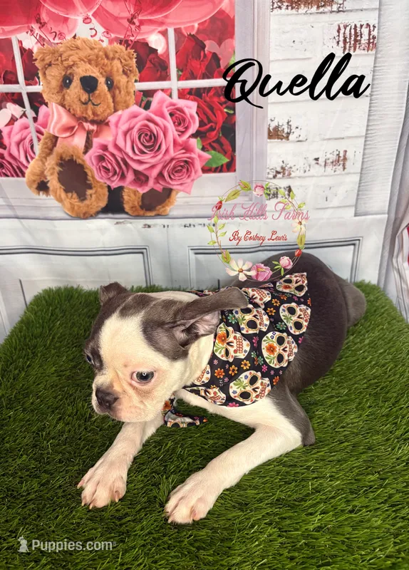 Quella – Boston Terrier puppy for sale in Dover, FL
