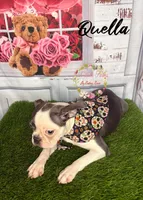 Quella, a female Boston Terrier for sale in Dover, FL – 1 of 10