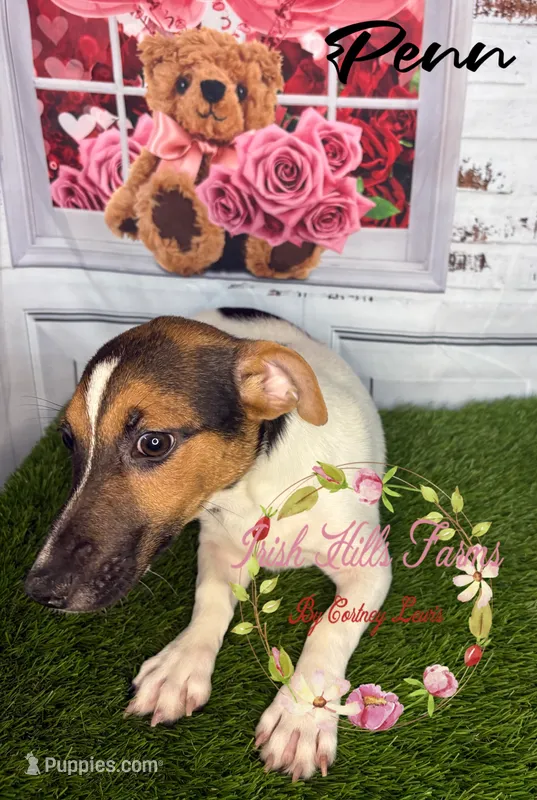 Penn – Jack Russell Terrier puppy for sale in Dover, FL