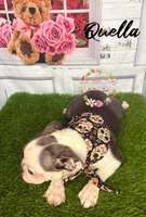 Quella, a female Boston Terrier for sale in Dover, FL – 6 of 10