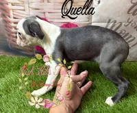 Qualls, a female Boston Terrier for sale in Dover, FL – 3 of 8