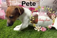 Pete, a male Jack Russell Terrier for sale in Dover, FL – 2 of 5