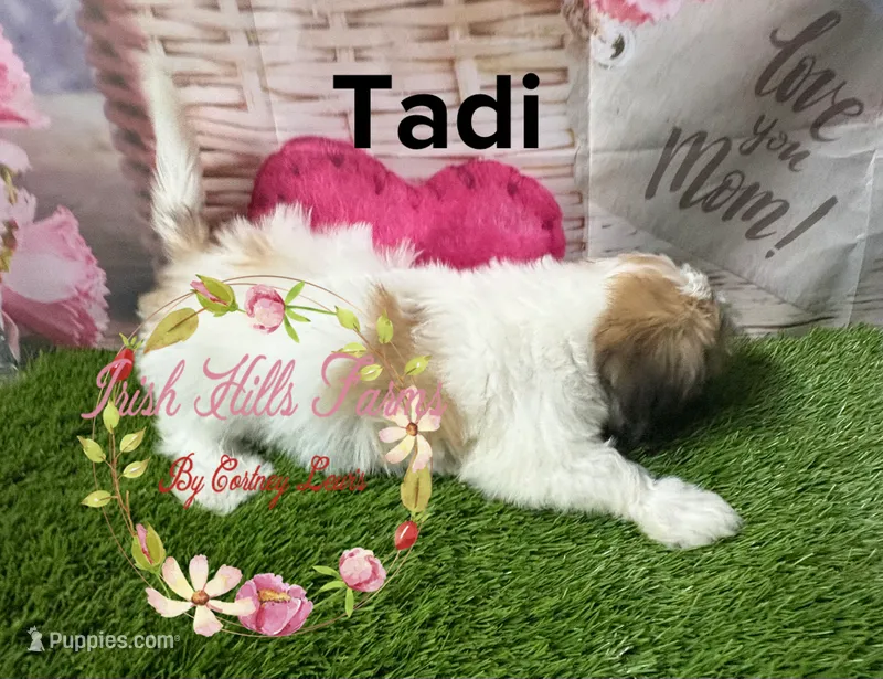 Tadi – Maltese, Shih Tzu puppy for sale in Dover, FL