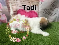Tadi, a female Maltese and Shih Tzu for sale in Dover, FL – 1 of 3