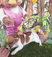 Francis, a female Jack Russell Terrier for sale in Dover, FL – Photo 9 of 10