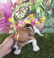 Francis, a female Jack Russell Terrier for sale in Dover, FL – Photo 3 of 10