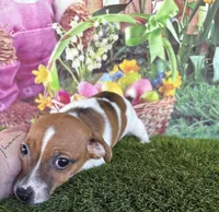 Francis, a female Jack Russell Terrier for sale in Dover, FL – Photo 8 of 10