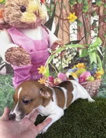 Francis, a female Jack Russell Terrier for sale in Dover, FL – Photo 10 of 10