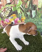 Francis, a female Jack Russell Terrier for sale in Dover, FL – Photo 7 of 10