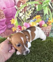 Francis, a female Jack Russell Terrier for sale in Dover, FL – Photo 5 of 10