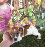 Francis, a female Jack Russell Terrier for sale in Dover, FL – Photo 1 of 10