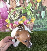 Francis, a female Jack Russell Terrier for sale in Dover, FL – Photo 2 of 10