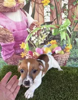 Francis, a female Jack Russell Terrier for sale in Dover, FL – Photo 6 of 10