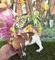 Francis, a female Jack Russell Terrier for sale in Dover, FL – Photo 4 of 10