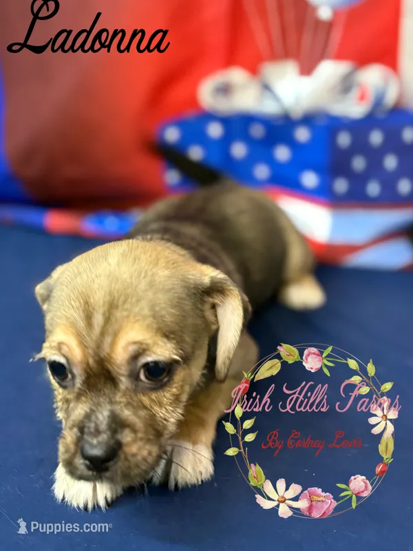 Ladonna – Jack Russell Terrier, Shih Tzu puppy for sale in Dover, FL