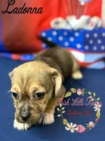 Ladonna, a female Jack Russell Terrier and Shih Tzu for sale in Dover, FL – 1 of 6