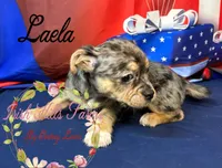 Laela, a female Jack Russell Terrier and Shih Tzu for sale in Dover, FL – 3 of 6