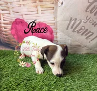 Race, a male Jack Russell Terrier for sale in Dover, FL – 3 of 7