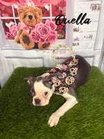 Quella, a female Boston Terrier for sale in Dover, FL – 4 of 10