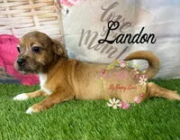 Landon, a male Jack Russell Terrier and Shih Tzu for sale in Dover, FL – 7 of 9