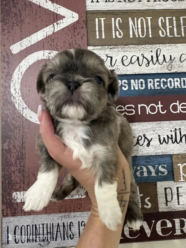 Milo – Shih Tzu puppy for sale in Dover, FL