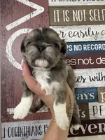 Milo, a male Shih Tzu for sale in Dover, FL – 1 of 4