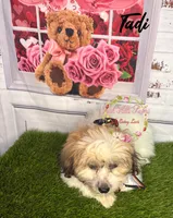 Tadi, a female Maltese and Shih Tzu for sale in Dover, FL – 2 of 6