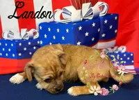 Landon, a male Jack Russell Terrier and Shih Tzu for sale in Dover, FL – 4 of 7