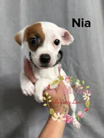 Nia, a female Jack Russell Terrier for sale in Dover, FL – 2 of 6