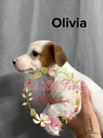 Olivia, a female Jack Russell Terrier for sale in Dover, FL – 5 of 8