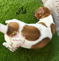 Pete, a male Jack Russell Terrier for sale in Dover, FL – 4 of 8